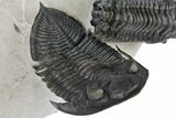 Zlichovaspis & Crotalocephalina Trilobites - Stunning Preparation #126305-8